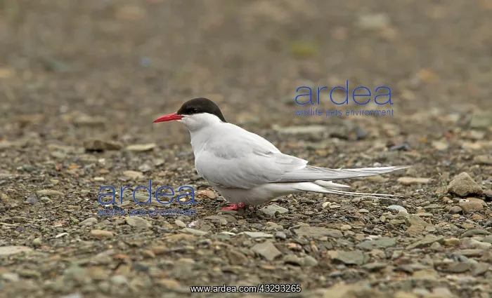: 80199249 Artic Tern - adult perched on pebbles on : 80199249 Artic Tern - adult perched on pebbles on