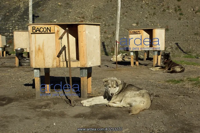 : 80199250 Alaskan Huskies - resting by individual : 80199250 Alaskan Huskies - resting by individual