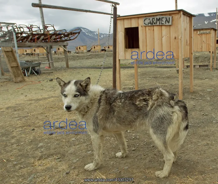 : 80199251 Alaskan Husky - female standing next to : 80199251 Alaskan Husky - female standing next to