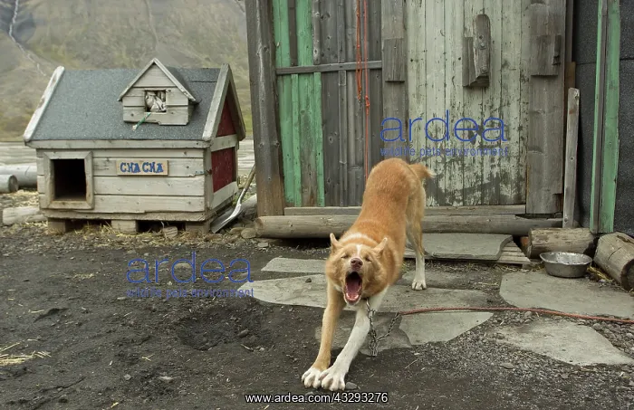 : 80199252 Alaskan Husky - yawning and stretching : 80199252 Alaskan Husky - yawning and stretching