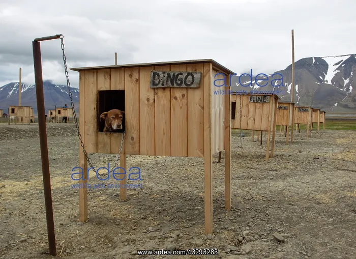 : 80199253 Alaskan Husky - lying in her kennel at : 80199253 Alaskan Husky - lying in her kennel at
