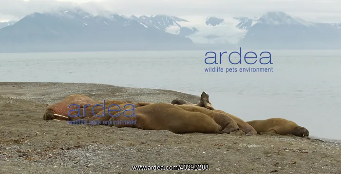 : 80199254 Walrus - male herd haul-out resting on : 80199254 Walrus - male herd haul-out resting on