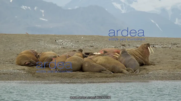 : 80199255 Walrus - male herd haul-out on beach - : 80199255 Walrus - male herd haul-out on beach -