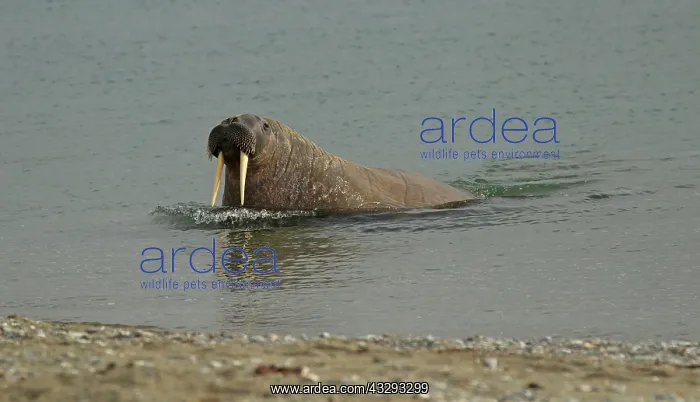 : 80199256 Walrus - male slowly hauling it's way ashore : 80199256 Walrus - male slowly hauling it's way ashore