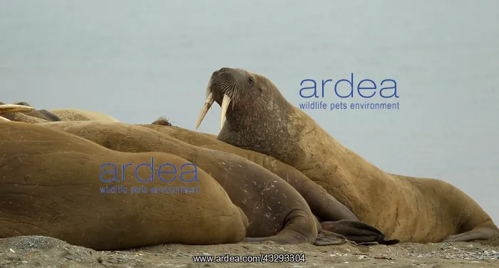 : 80199257 Walrus - male resting among herd haul-out : 80199257 Walrus - male resting among herd haul-out