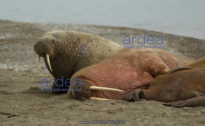  : 80199258 Walrus - male herd haul-out resting on