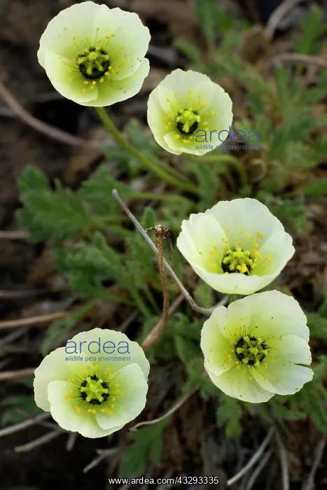 : 80199262 Svalbard Poppy - group of five flowers : 80199262 Svalbard Poppy - group of five flowers