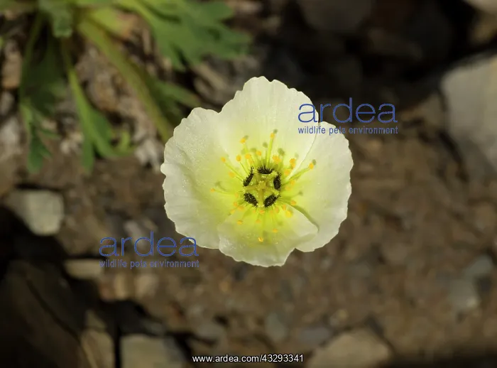 : 80199263 Svalbard Poppy - flower growing in the : 80199263 Svalbard Poppy - flower growing in the