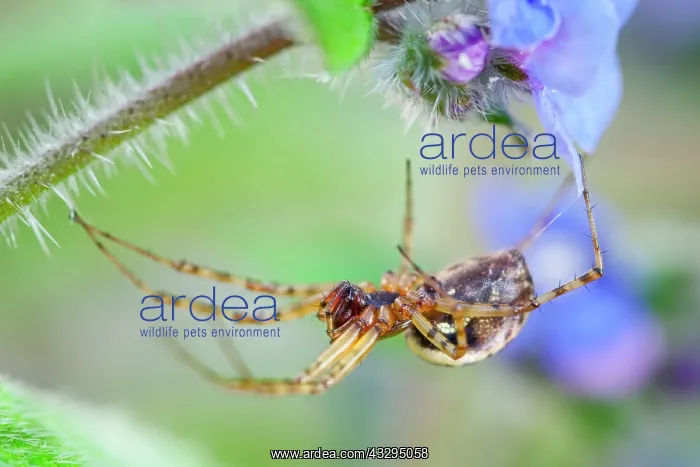 : 80199273 Platform Hammock Spider - female Norfolk : 80199273 Platform Hammock Spider - female Norfolk