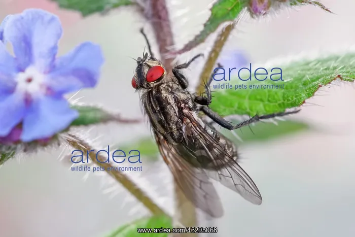 : 80199274 Flesh Fly Norfolk, UK Amobia signata Geoff : 80199274 Flesh Fly Norfolk, UK Amobia signata Geoff