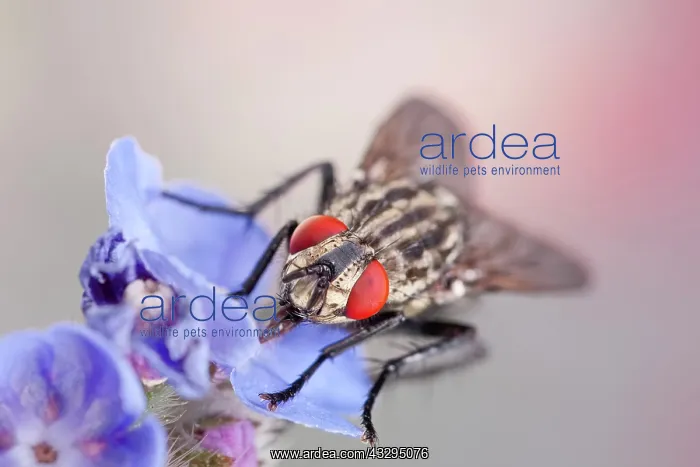: 80199275 Flesh Fly Norfolk, UK Amobia signata Geoff : 80199275 Flesh Fly Norfolk, UK Amobia signata Geoff