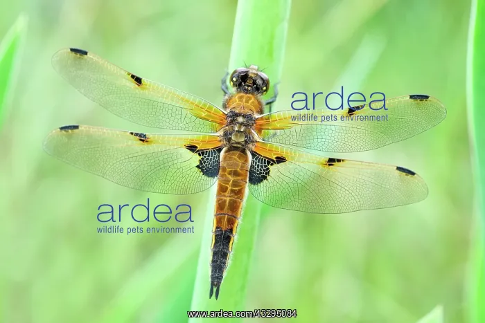 : 80199276 Four-spotted Chaser Dragonfly / Skimmer : 80199276 Four-spotted Chaser Dragonfly / Skimmer
