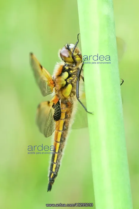: 80199277 Four-spotted Chaser Dragonfly / Skimmer : 80199277 Four-spotted Chaser Dragonfly / Skimmer