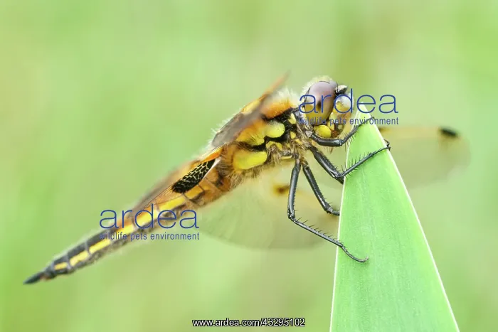 : 80199278 Four-spotted Chaser Dragonfly / Skimmer : 80199278 Four-spotted Chaser Dragonfly / Skimmer