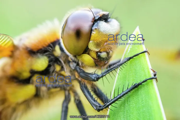 : 80199279 Four-spotted Chaser Dragonfly / Skimmer : 80199279 Four-spotted Chaser Dragonfly / Skimmer