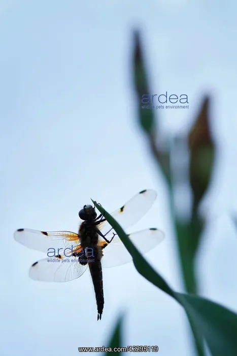 : 80199280 Four-spotted Chaser Dragonfly / Skimmer : 80199280 Four-spotted Chaser Dragonfly / Skimmer