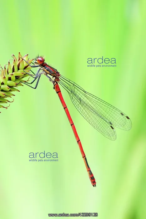 : 80199281 Large Red Damselfly Norfolk, UK Pyrrhosoma : 80199281 Large Red Damselfly Norfolk, UK Pyrrhosoma