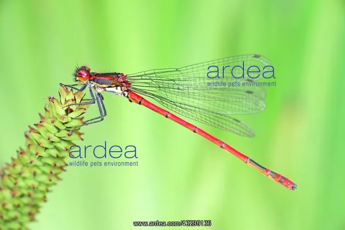 : 80199282 Large Red Damselfly Norfolk, UK Pyrrhosoma : 80199282 Large Red Damselfly Norfolk, UK Pyrrhosoma