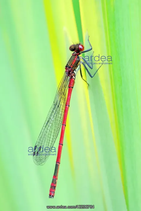 : 80199284 Large Red Damselfly Norfolk, UK Pyrrhosoma : 80199284 Large Red Damselfly Norfolk, UK Pyrrhosoma