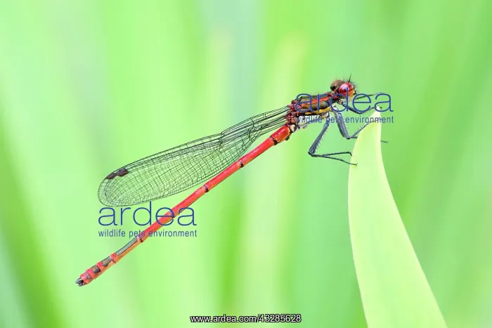 : 80199285 Large Red Damselfly Norfolk, UK Pyrrhosoma : 80199285 Large Red Damselfly Norfolk, UK Pyrrhosoma