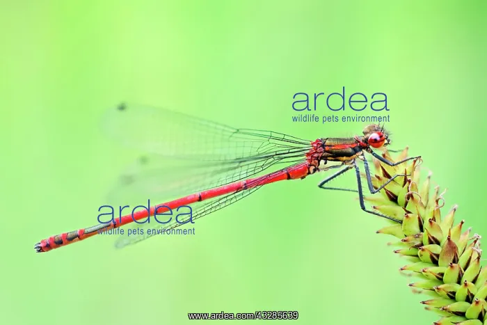 : 80199286 Large Red Damselfly Norfolk, UK Pyrrhosoma : 80199286 Large Red Damselfly Norfolk, UK Pyrrhosoma