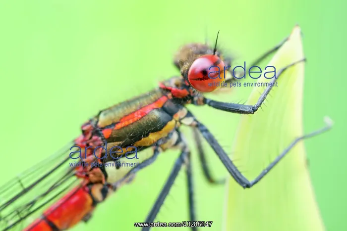 : 80199287 Large Red Damselfly Norfolk, UK Pyrrhosoma : 80199287 Large Red Damselfly Norfolk, UK Pyrrhosoma