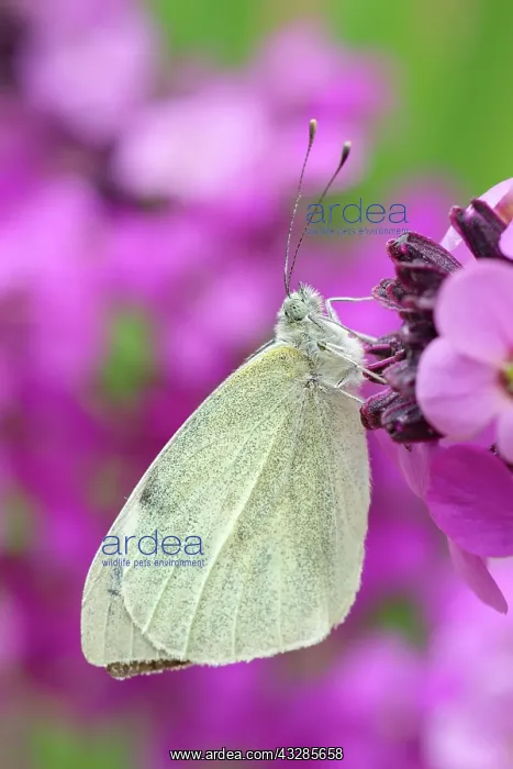 : 80199288 Large White Butterfly - on Erysimum bowles : 80199288 Large White Butterfly - on Erysimum bowles