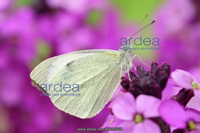  : 80199289 Large White Butterfly - on Erysimum bowles