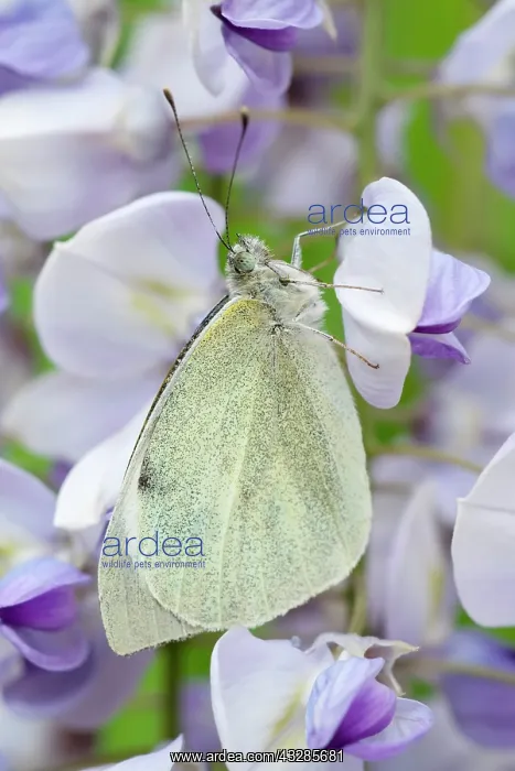 : 80199290 Large White Butterfly - on Wisteria flowers : 80199290 Large White Butterfly - on Wisteria flowers