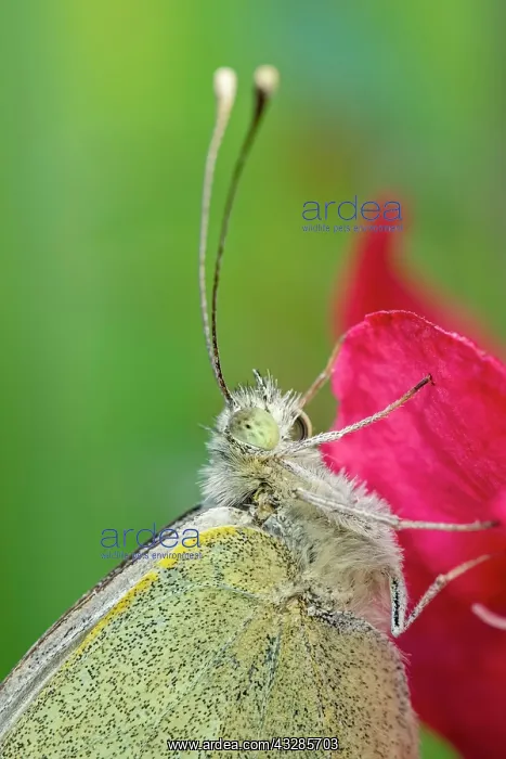: 80199292 Large White Butterfly - on red flower Norfolk : 80199292 Large White Butterfly - on red flower Norfolk