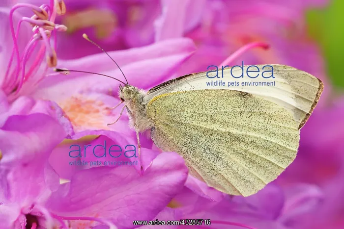 : 80199293 Large White Butterfly - on Azalea flowers : 80199293 Large White Butterfly - on Azalea flowers