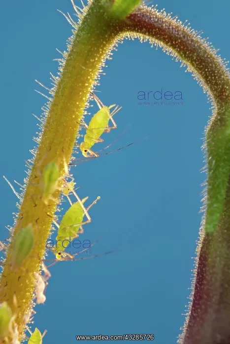 : 80199294 Green Aphids - on streptocarpus stem Norfolk : 80199294 Green Aphids - on streptocarpus stem Norfolk