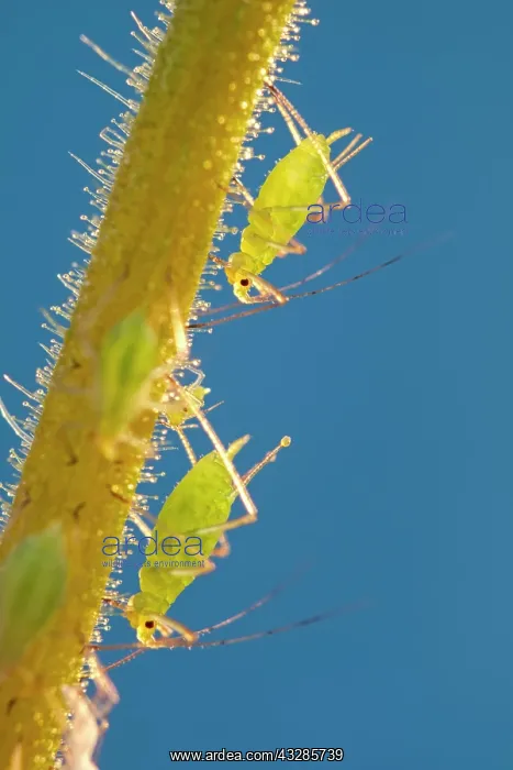 : 80199295 Green Aphids - on streptocarpus stem Norfolk : 80199295 Green Aphids - on streptocarpus stem Norfolk