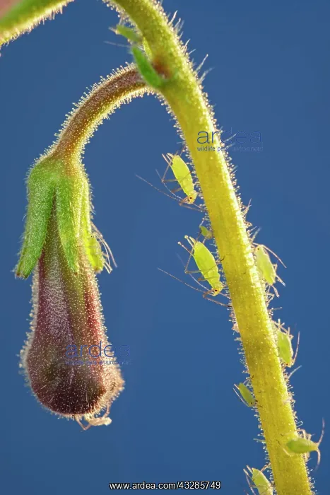 : 80199296 Green Aphids - on streptocarpus stem Norfolk : 80199296 Green Aphids - on streptocarpus stem Norfolk