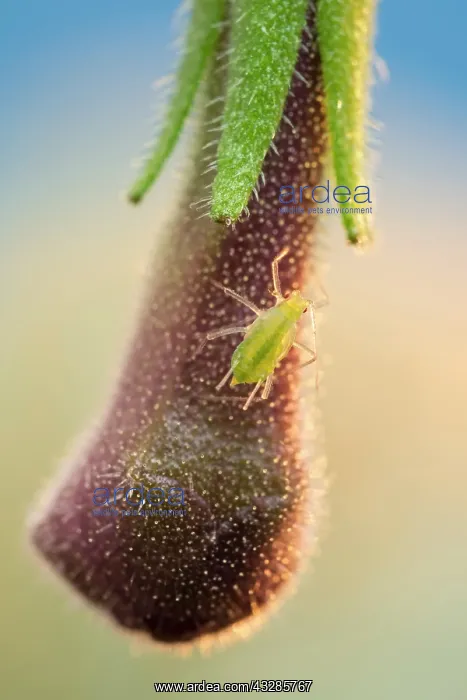 : 80199298 Green Aphid - on streptocarpus flower bud : 80199298 Green Aphid - on streptocarpus flower bud