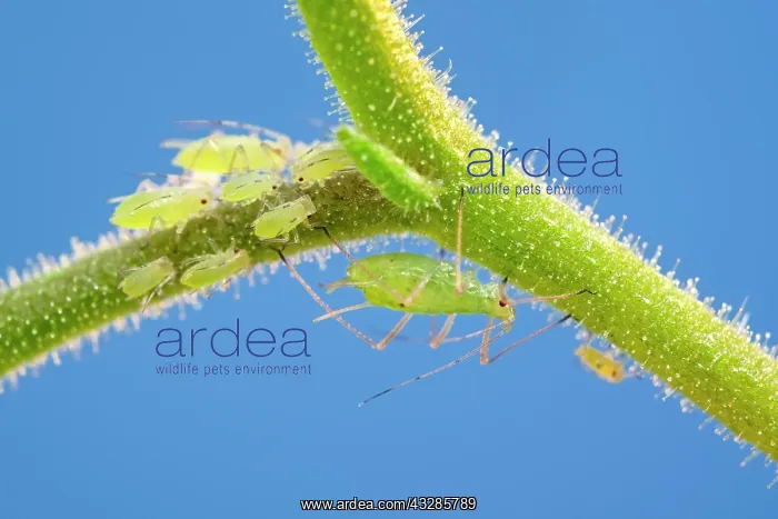: 80199300 Green Aphids - on streptocarpus stem Norfolk : 80199300 Green Aphids - on streptocarpus stem Norfolk