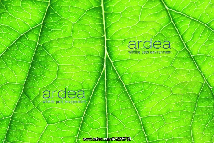  : 80199301 Japanese Anemone - leaf showing venation