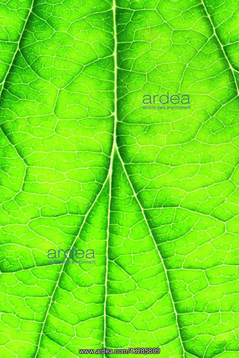 : 80199302 Japanese Anemone - leaf showing venation : 80199302 Japanese Anemone - leaf showing venation