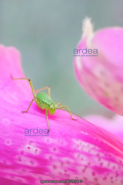 : 80199306 Speckled Bush-Cricket - nymph on Foxglove : 80199306 Speckled Bush-Cricket - nymph on Foxglove