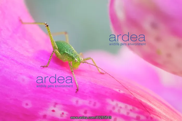 : 80199307 Speckled Bush-Cricket - nymph on Foxglove : 80199307 Speckled Bush-Cricket - nymph on Foxglove