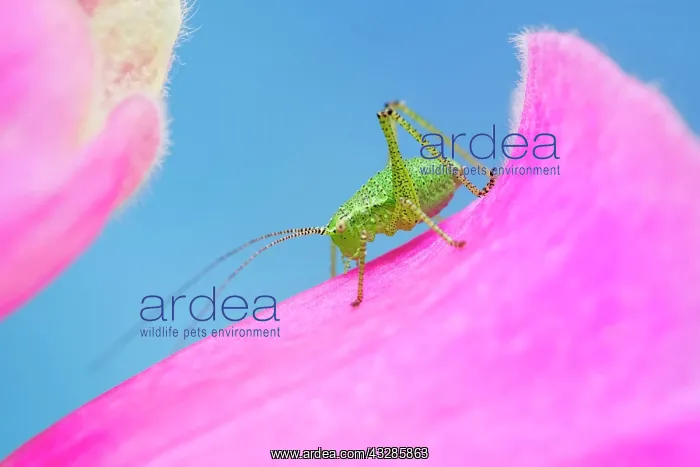 : 80199309 Speckled Bush-Cricket - nymph on Foxglove