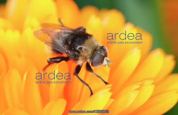 : 80199310 Narcissus Fly - Hoverfly Bee mimic Norfolk : 80199310 Narcissus Fly - Hoverfly Bee mimic Norfolk