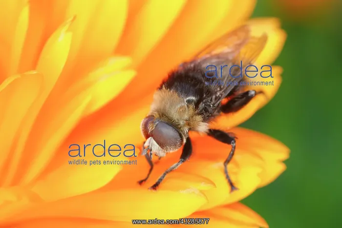 : 80199311 Narcissus Fly - Hoverfly Bee mimic Norfolk : 80199311 Narcissus Fly - Hoverfly Bee mimic Norfolk