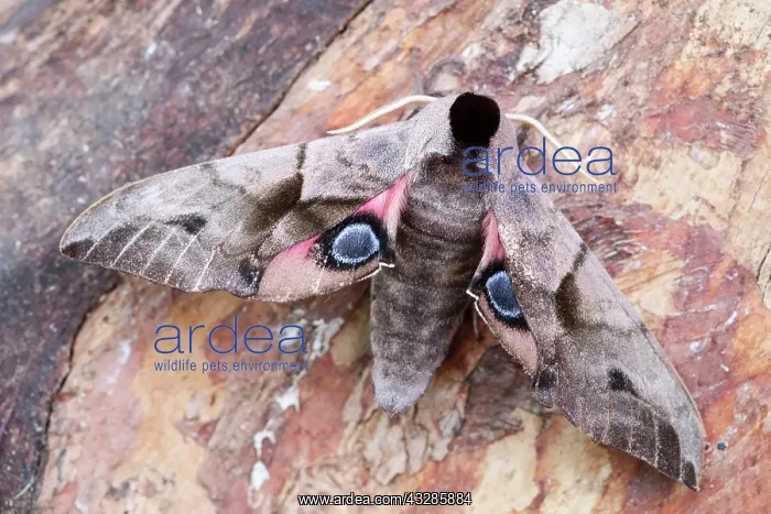 : 80199312 Eyed Hawk Moth Norfolk, UK Smerinthus ocellata : 80199312 Eyed Hawk Moth Norfolk, UK Smerinthus ocellata