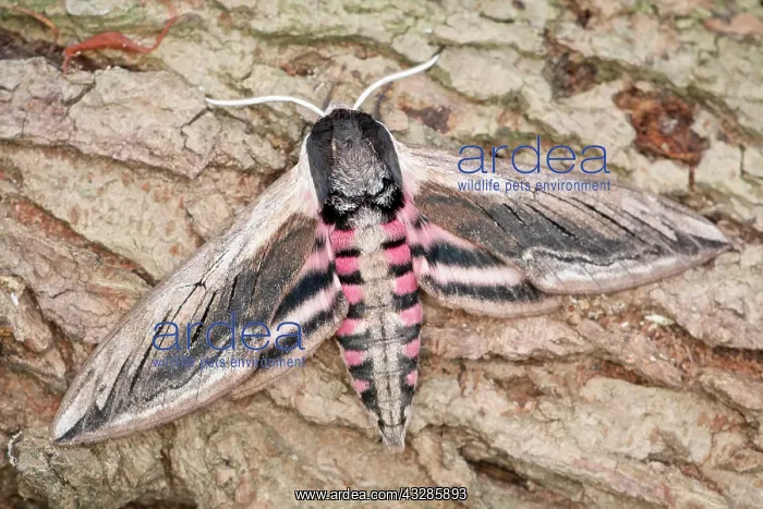 : 80199313 Privet Hawk Moth Norfolk, UK Sphinx ligustri : 80199313 Privet Hawk Moth Norfolk, UK Sphinx ligustri