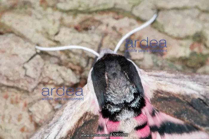 : 80199314 Privet Hawk Moth Norfolk, UK Sphinx ligustri : 80199314 Privet Hawk Moth Norfolk, UK Sphinx ligustri
