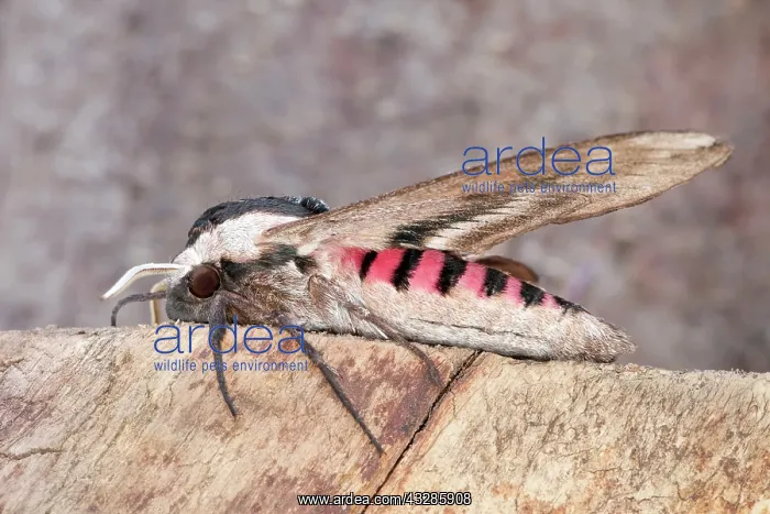 : 80199315 Privet Hawk Moth Norfolk, UK Sphinx ligustri : 80199315 Privet Hawk Moth Norfolk, UK Sphinx ligustri