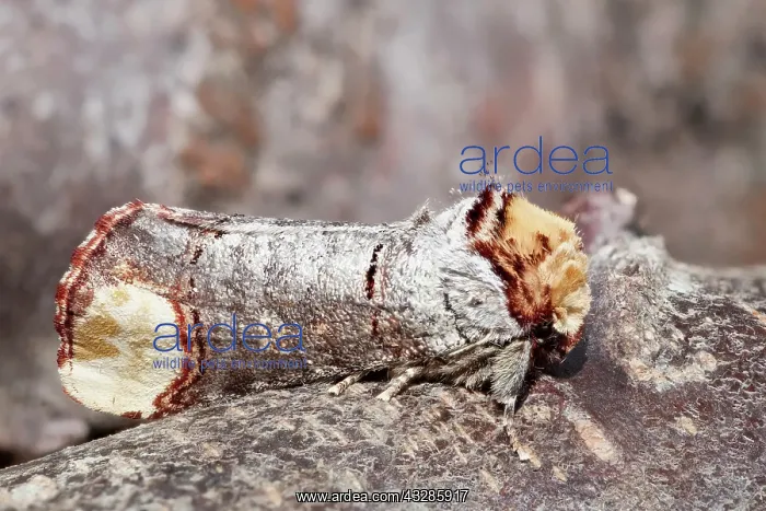 : 80199316 Buff-tip Moth Norfolk, UK Phalera bucephala : 80199316 Buff-tip Moth Norfolk, UK Phalera bucephala
