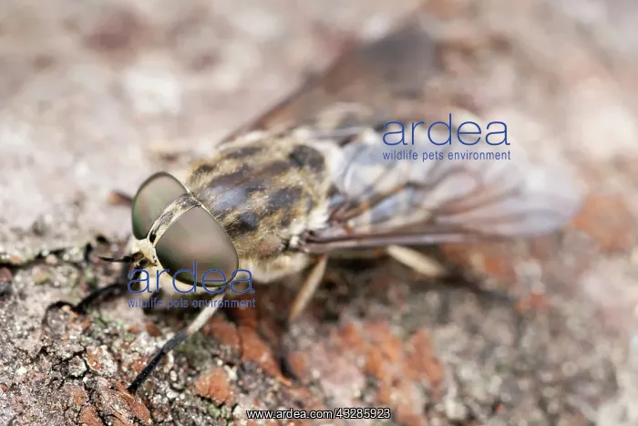 : 80199317 Horse Fly Norfolk, UK Tabanus bovinus Geoff : 80199317 Horse Fly Norfolk, UK Tabanus bovinus Geoff