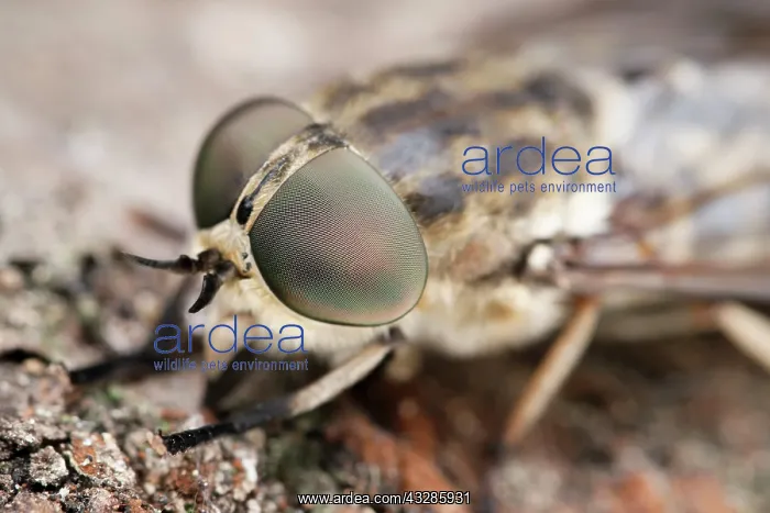 : 80199318 Horse Fly Norfolk, UK Tabanus bovinus Geoff : 80199318 Horse Fly Norfolk, UK Tabanus bovinus Geoff